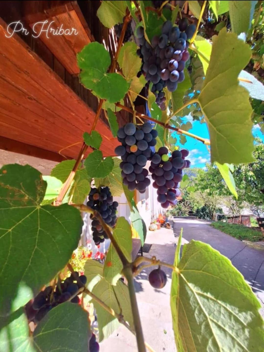 Pr' Hribar Appartement Zgornje Gorje Buitenkant foto